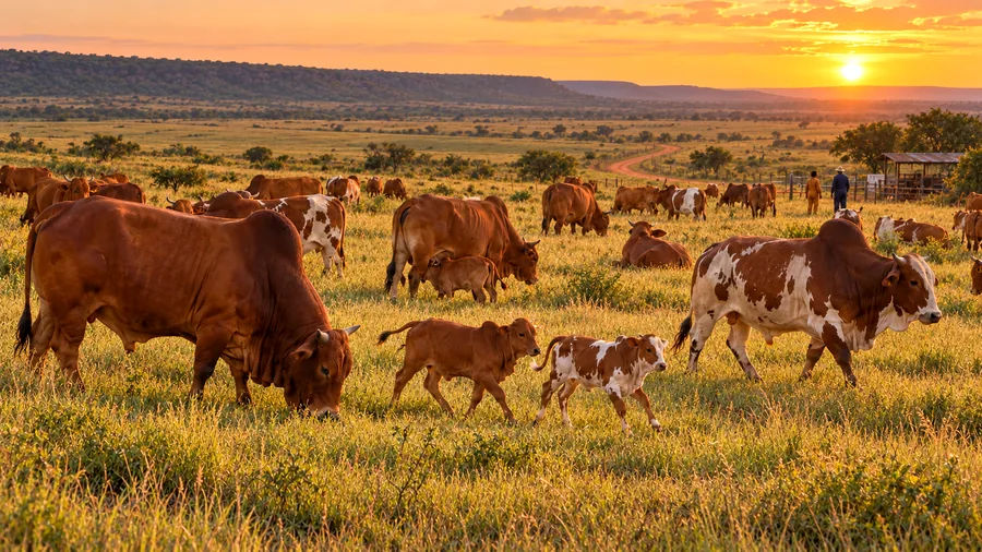 A herd of red and spotted cattle with calves grazing open veld at sunset